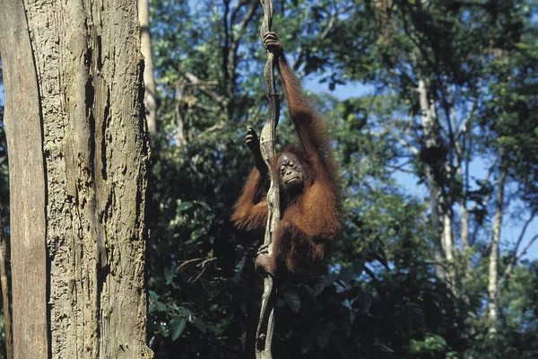 Orang Oetan Pongo Pygmaeus Vrouw Opgehangen Aan Liana Borneo — Stockfoto