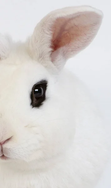 Hotot Rabbit Från Normandie Frankrike — Stockfoto