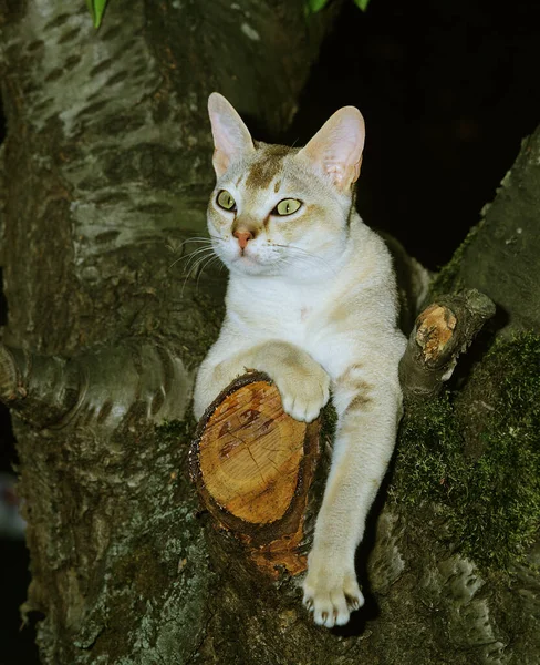 Singapura Gato Doméstico Adulto Encaramado Árbol —  Fotos de Stock