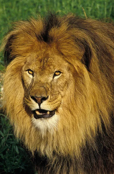 African Lion Panthera Leo Portrait Male — Stock Photo, Image