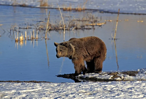 Grizzly Bear Ursus Arctos Horribilis Adult Standing Snow Aljaška — Stock fotografie