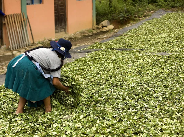 コーラ エリスロキシ コカインを生産する葉 ピルコパタ村で乾燥葉を動かす女性 Inb Pulu — ストック写真