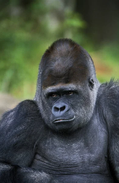 Eastern Lowland Gorilla Gorilla Gorilla Graueri Ritratto Maschio — Foto Stock