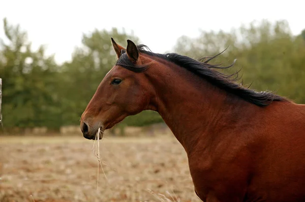 Cavalo Lusitano Garanhão Comendo Grama — Fotografia de Stock