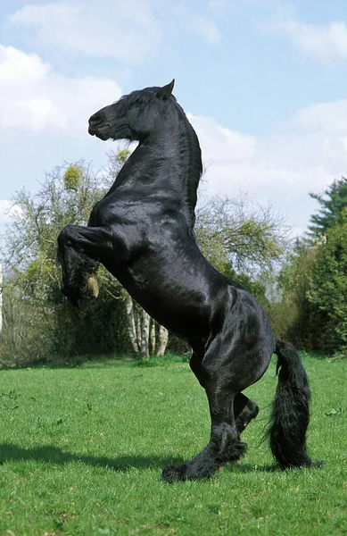 Koń Fryzyjski Stojący Tylnych Nogach — Zdjęcie stockowe