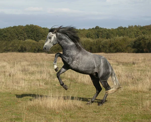 Lusitano Άλογο Επιβήτορας Rearing — Φωτογραφία Αρχείου