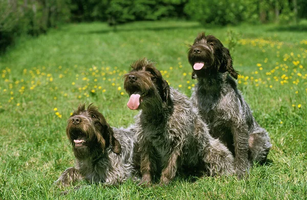 Korthal Dog Wire Haired Griffon Group Standing Grass — 图库照片