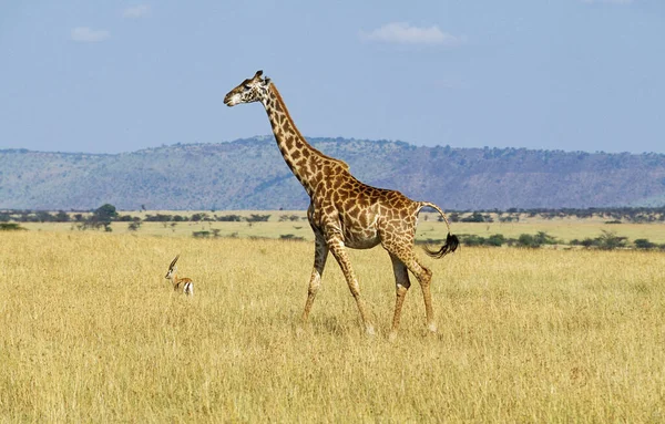 Masai Giraffe Żyrafa Camelopardalis Tippelskirchi Dorosły Savannah Masai Mara Park — Zdjęcie stockowe