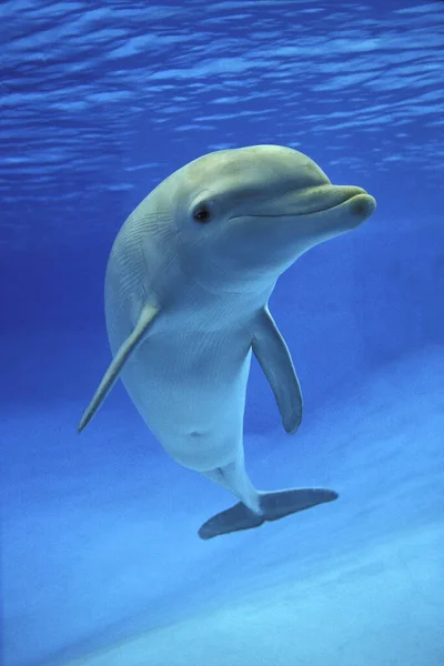 Tuimelaar Dolfijn Tursiops Truncatus — Stockfoto