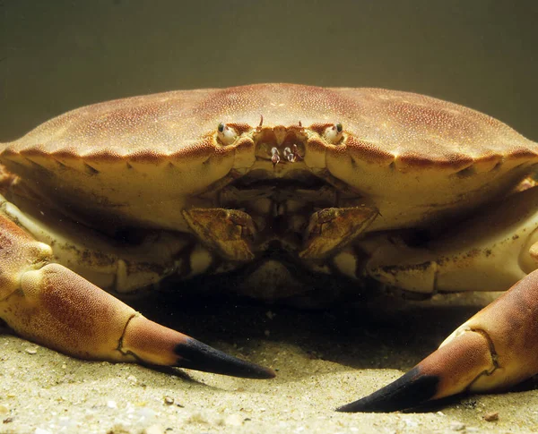 Ätlig Krabba Pagurus Cancer — Stockfoto