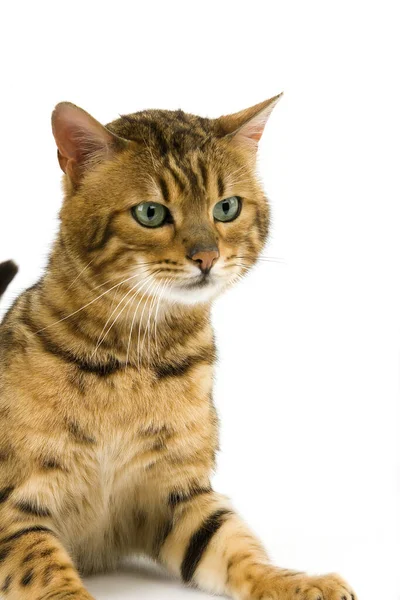 Brown Manchado Tabby Bengala Gato Doméstico Adulto Poniendo Contra Fondo —  Fotos de Stock