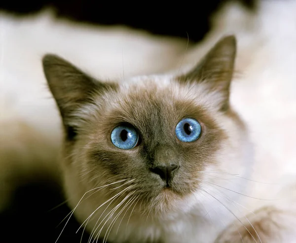 Birmanese Domestic Cat Portrait Adult Blue Eyes — Stock Photo, Image