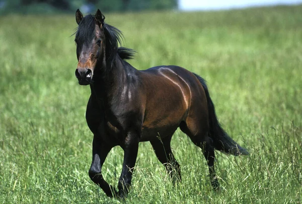 Lusitano Horse Volwassen Staande Grasveld — Stockfoto