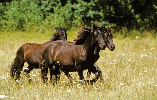 Merens Horses Frans Paard Uit Pyreneeën — Stockfoto