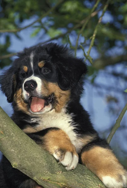 Bernese Dağ Köpeği Köpek Branch Üstünde Duruyor — Stok fotoğraf