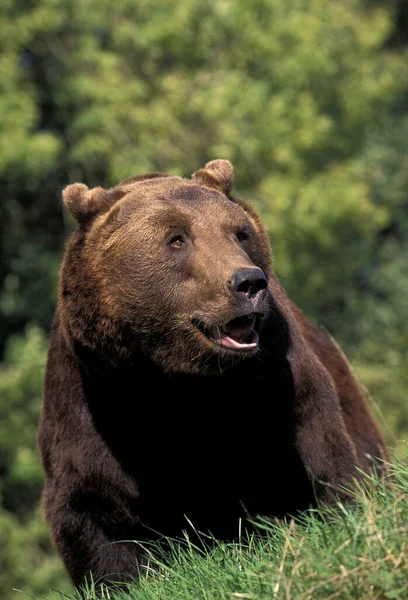 Бурый Медведь Ursus Arctos Взрослый — стоковое фото