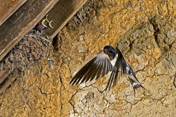 Hirundo Rustica Hirundo Rustica Horge Swallow European Swallow — Photo