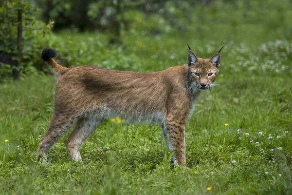 Sibirischer Luchs Lynx Lynx Wrangeli — Stockfoto