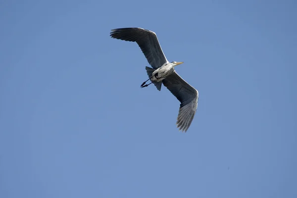 Szürke Heron Ardea Mozi Camargue Ban Dél Franciaországban — Stock Fotó