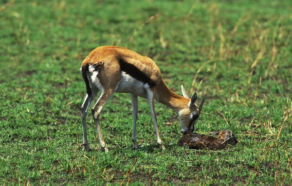 Thomsons Gazelle Gazella Thomsoni Mothert Newly Born Baby Masai Mara — 스톡 사진