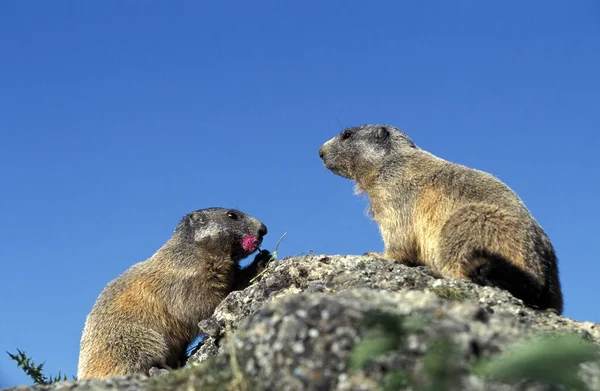 Alpine Marmot Marmota Marmota Volwassene Rotsen Eetplant Alpen Zuid Oost — Stockfoto