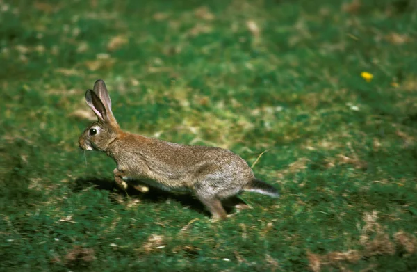 Avrupa Tavşanı Oryctolagus Cuniculus Yetişkin Koşu — Stok fotoğraf