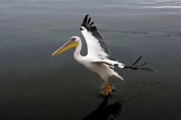 Stor Vit Pelikan Pelecanus Onocrotalus Vuxen Flyg Nära Walvis Bay — Stockfoto