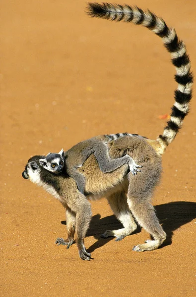 Ring Tail Lemur Lemur Catta Fêmea Carregando Young Suas Costas — Fotografia de Stock