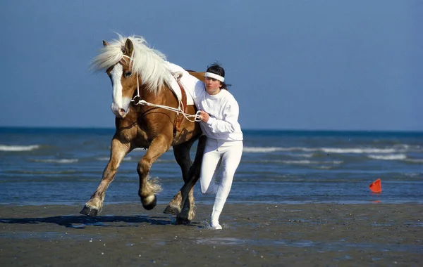 Trick Riding Haflinger Horse Deauville Beach Normandy France — Stock Photo, Image