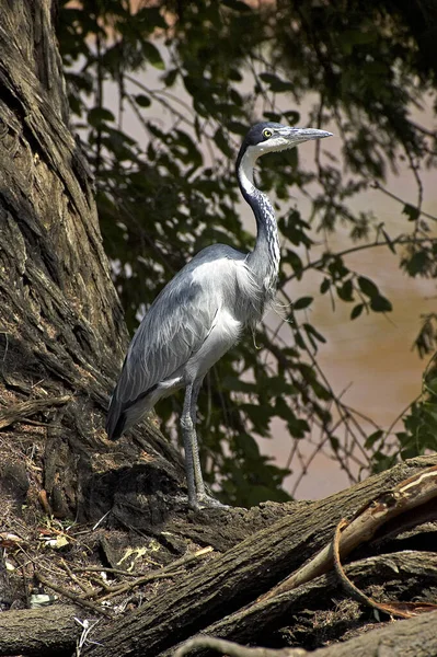 Black Headed Heron Ardea Melanocephala Adult Naivasha Lake Kenya — Stock Photo, Image