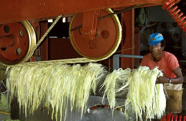 姉妹工場のロープ アガベSisalana ドーフィン マダガスカル砦の工場 — ストック写真