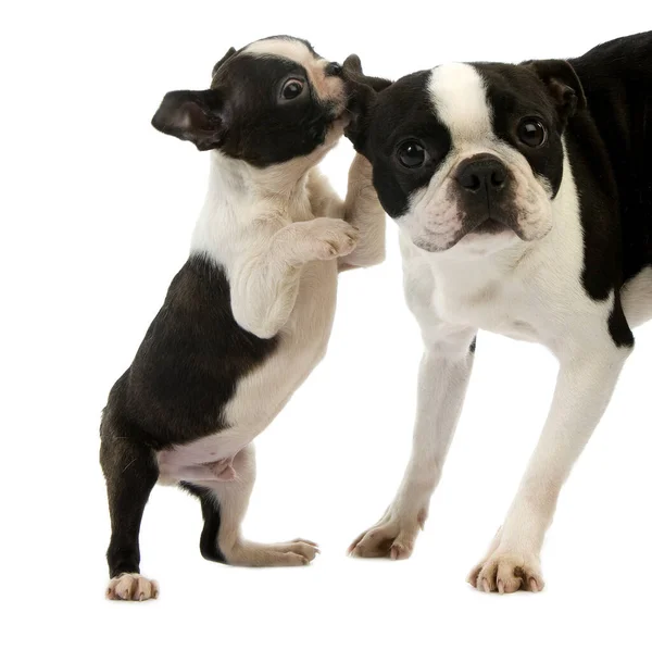 Boston Terrier Dog Fundo Natural — Fotografia de Stock