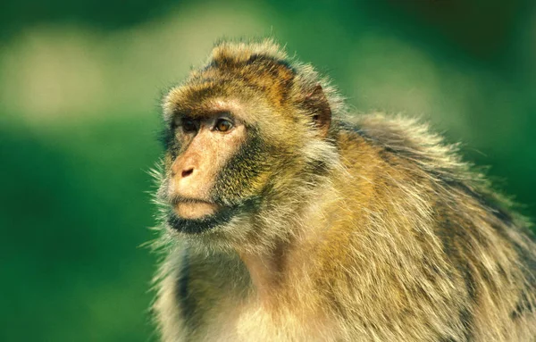Barbary Macaque Macaca Sylvana Πορτρέτο Ενηλίκων — Φωτογραφία Αρχείου