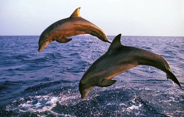 Μπακαλιάρος Δελφίνι Tursiops Truncatus Ενήλικες Άλματα Ακτή Κοντά Στην Ονδούρα — Φωτογραφία Αρχείου