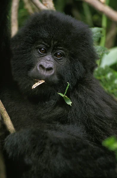 Gorila Montaña Gorila Beringei Retrato Joven Parque Virunga Ruanda — Foto de Stock