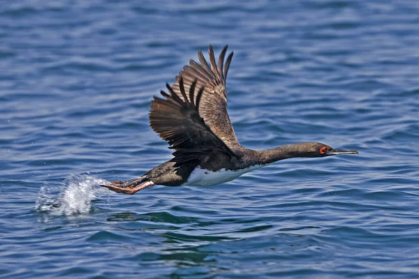 Guanay Cormorant Phalacrocorax Bougainvillii Ενηλίκων Στην Πτήση Απογείωση Από Νερό — Φωτογραφία Αρχείου