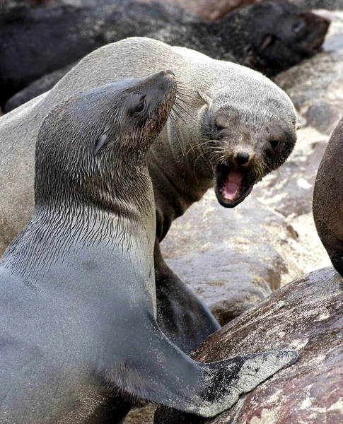 Zuid Afrikaanse Pelsrobben Arctocephalus Pusillus Cape Cross Namibië — Stockfoto