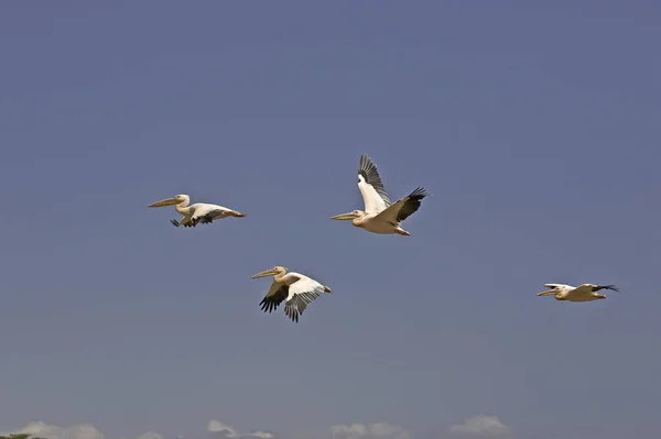 Pelikan Biały Pelecanus Onocrotalus Grupa Locie Jezioro Nakuru Kenii — Zdjęcie stockowe