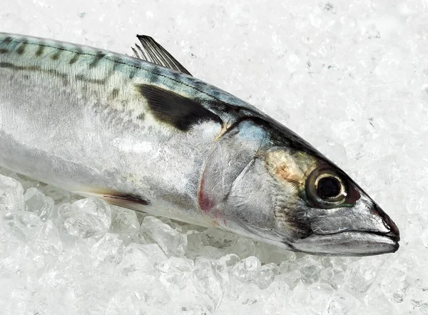 Mackerel Scomber Scombrus 氷の上の新鮮な魚 — ストック写真