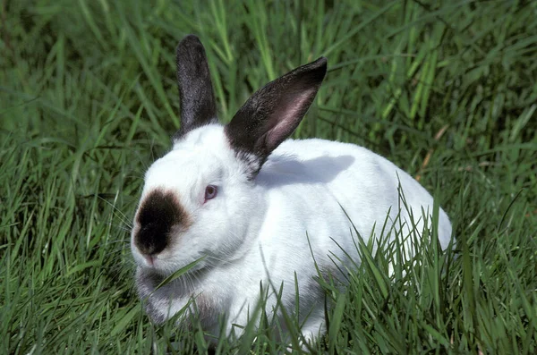 Kalifornische Hauskaninchen Natürlichen Hintergrund — Stockfoto