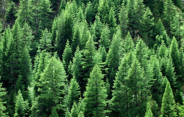 European Larch or Common Larch, larix decidua, Forest near Sisteron in the South East of France  