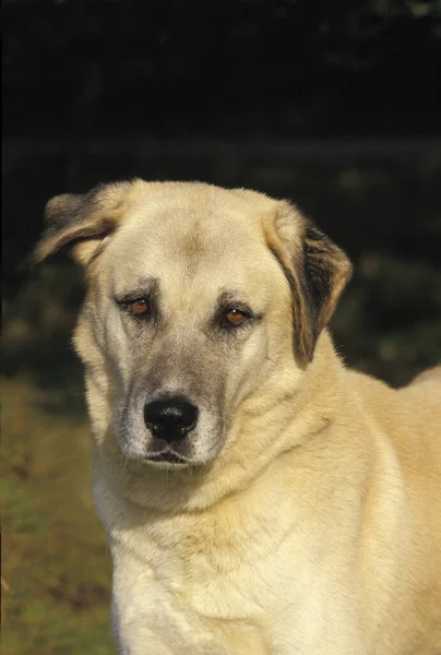Anatolian Shepherd Dog Portrait Adult — стокове фото