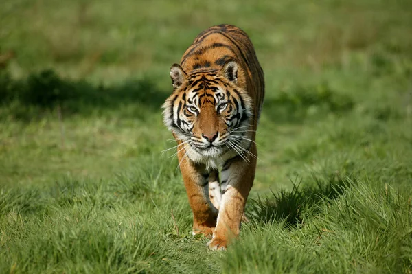Sumatra Tiger Panthera Tigris Sumatra Erwachsene — Stockfoto
