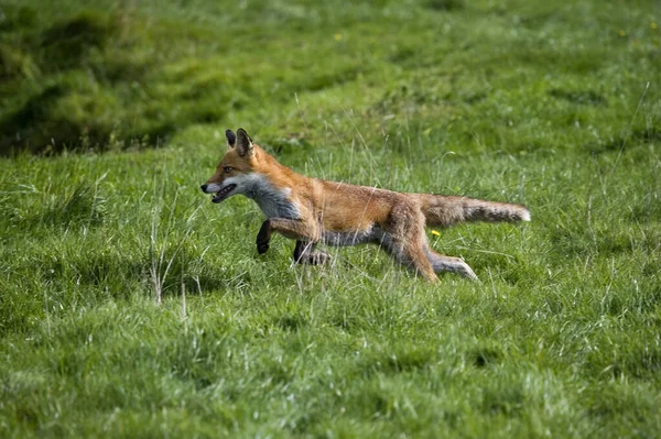 Red Fox Vulpes Vulpes Adulto Correndo Grama Normandia — Fotografia de Stock