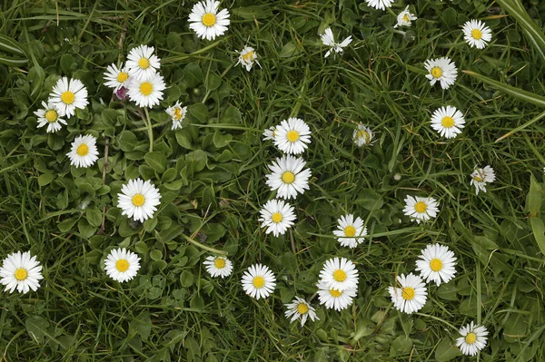 Daisies Bellis Perennis Natural Background — Stock Photo, Image