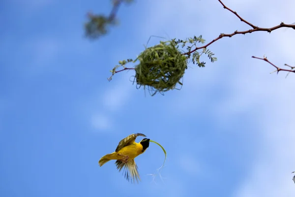 Southern Masked Weaver Ploceus Velatus Namibia — Stock Photo, Image