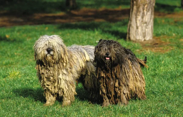 Bergamasco Çoban Köpeği veya Bergamese Çoban Köpeği 052955 Gerard LACZ Resimleri  