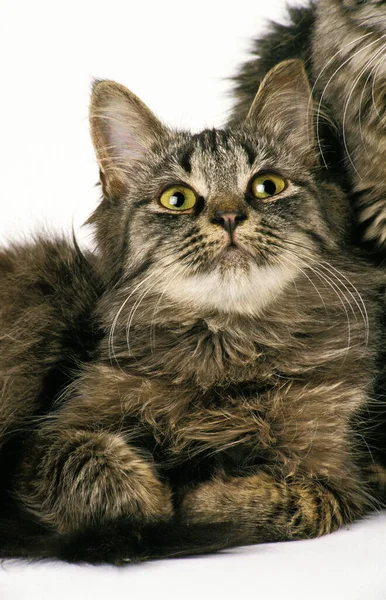 Siberian Domestic Cat Standing White Background — Stock Photo, Image