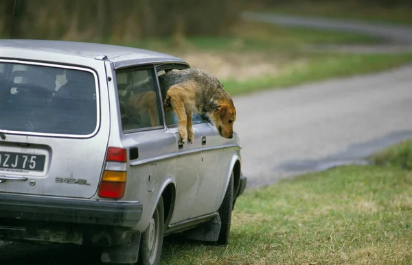 Perro Abandonado Roadside — Foto de Stock