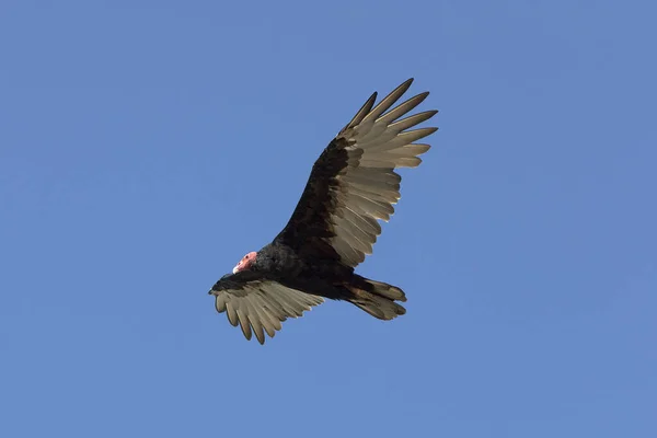 Buitre Turquía Cathartes Aura Adulto Vuelo Parque Nacional Paracas Perú — Foto de Stock